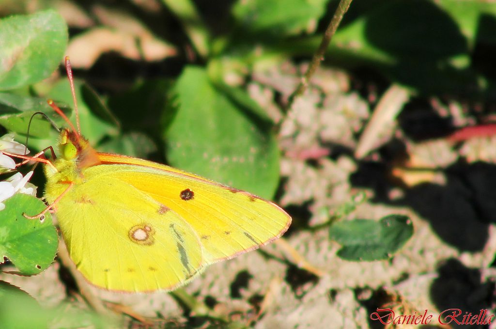 Colias croceus maschio o femmina!?